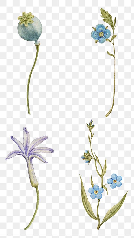 Blue flower png botanical illustration set, remix from The Model Book of Calligraphy Joris Hoefnagel and Georg Bocskay