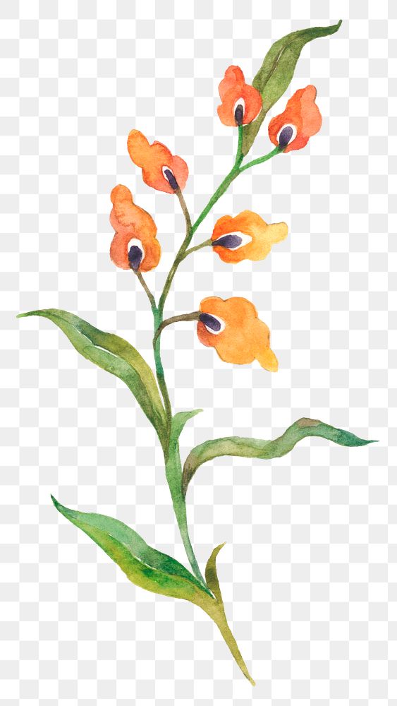 Png orange watercolor flower sticker