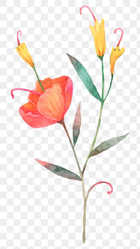 Png orange watercolor flower sticker