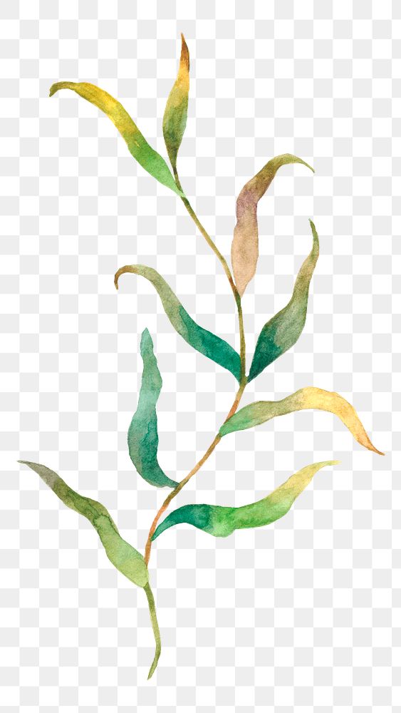 Png watercolor leaves on a branch sticker