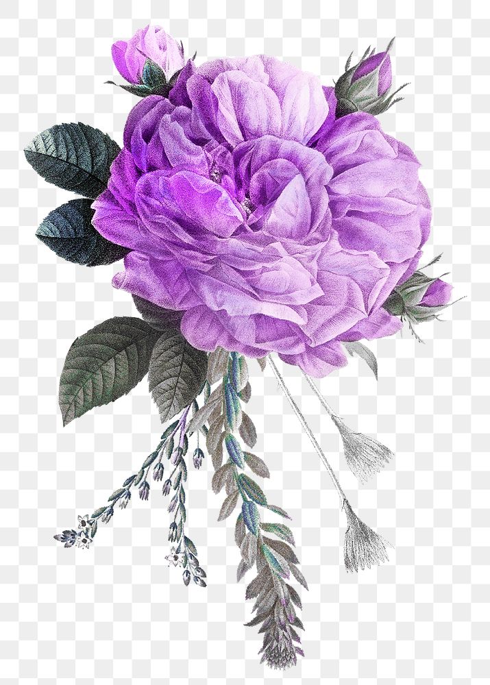 Vintage purple png French rose bouquet hand drawn illustration