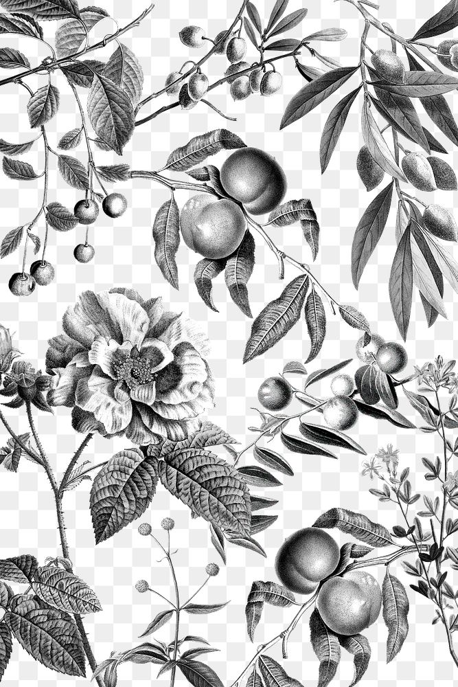 Pattern png rose and fruits elegant black and white floral illustration