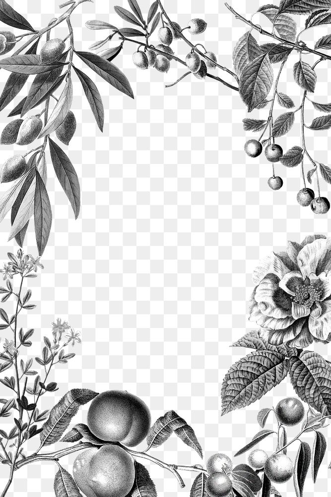Png frame botanical rose and fruits vintage black and white illustration