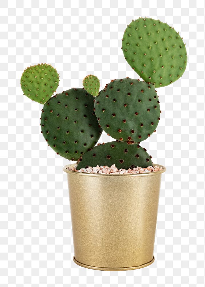 Png bunny ears cactus mockup indoor plant home decor