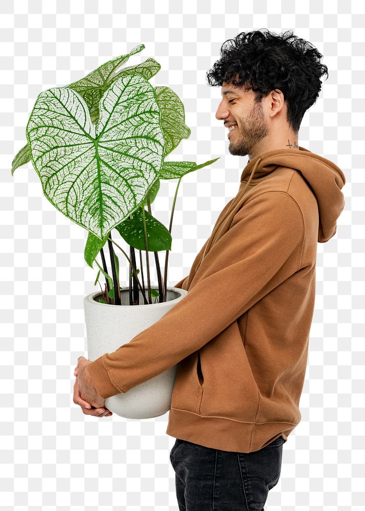 Png plant parent mockup holding potted white elephant's ear plant