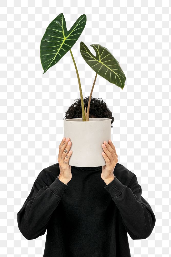 Png plant parent mockup holding potted alocasia longiloba
