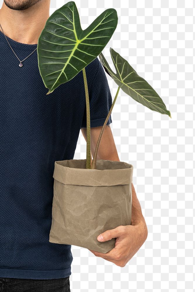 Png plant parent mockup holding potted alocasia longiloba