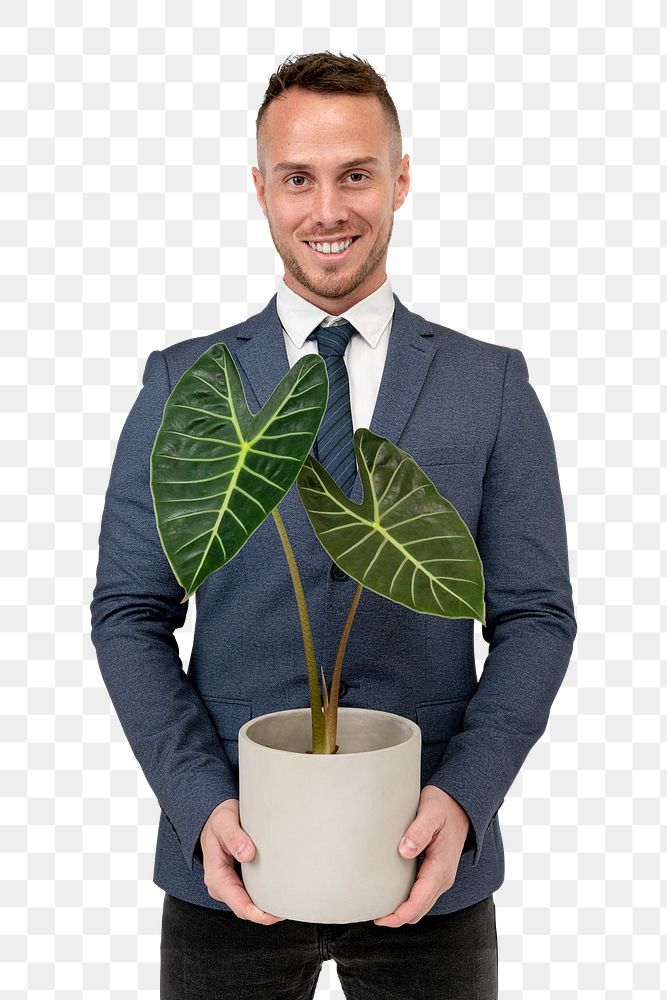 Png businessman mockup holding potted alocasia longiloba for green business