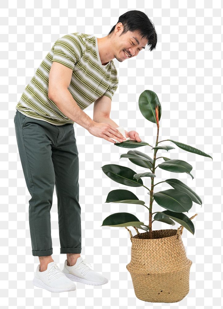 Png plant parent mockup taking care of his potted rubber plant
