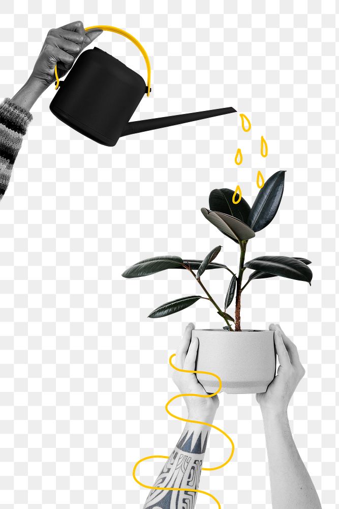 Watering a png plant with illustration remix