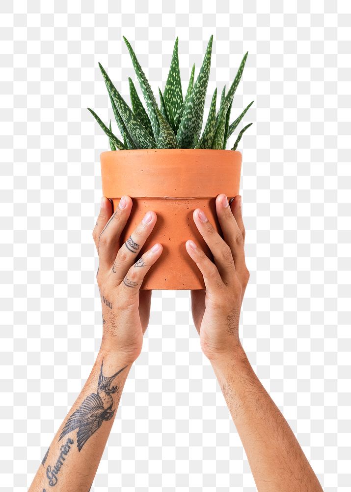 Png tattooed hand mockup holding potted aloe vera