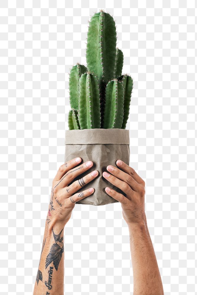 Png tattooed hand mockup holding cereus cactus in kraft paper plant pot
