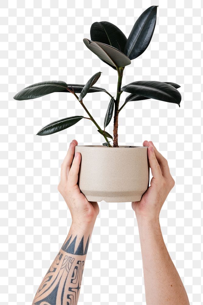 Png tattooed hand mockup holding potted rubber plant