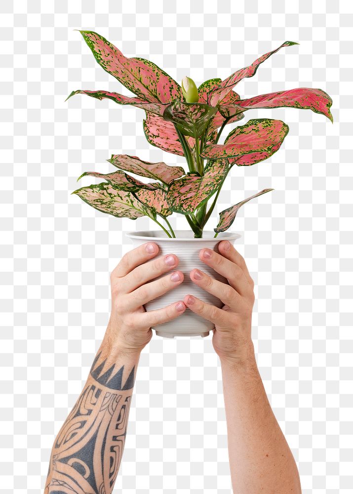 Png tattooed hand mockup holding potted aglaonema pink lady
