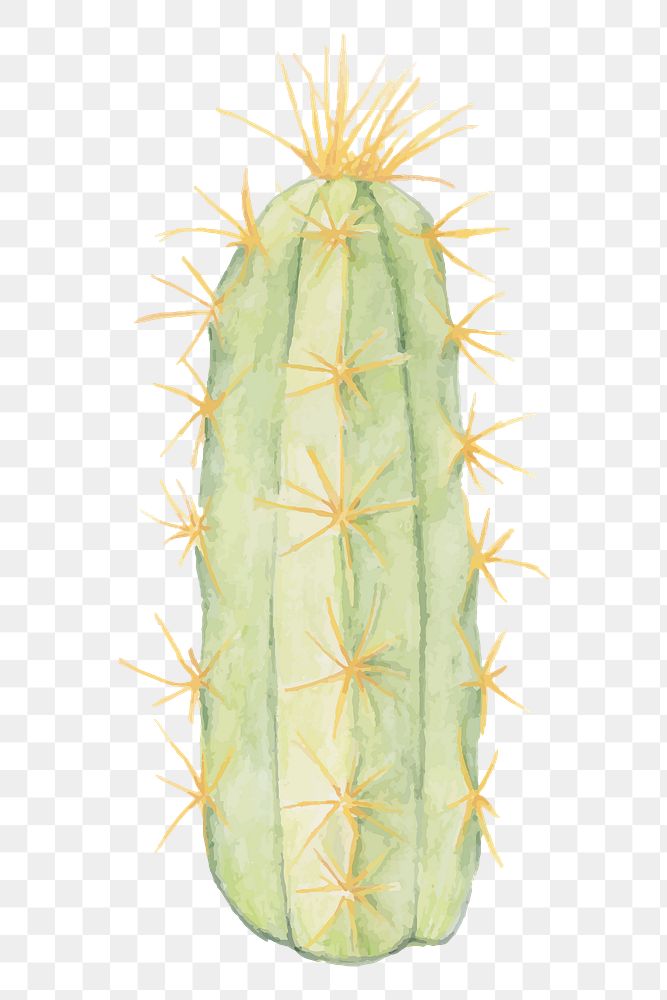 Pilosocereus alensis cactus hand drawn png