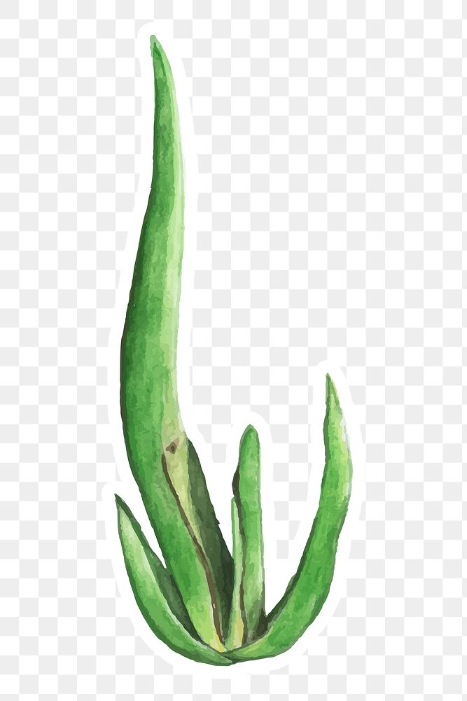 Aloe suzannae plant watercolor sticker png