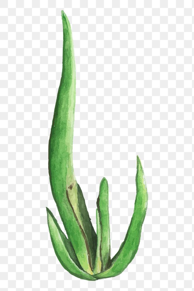 Aloe suzannae plant watercolor png