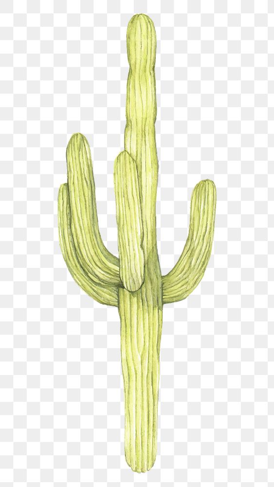 Saguaro cactus hand drawn png
