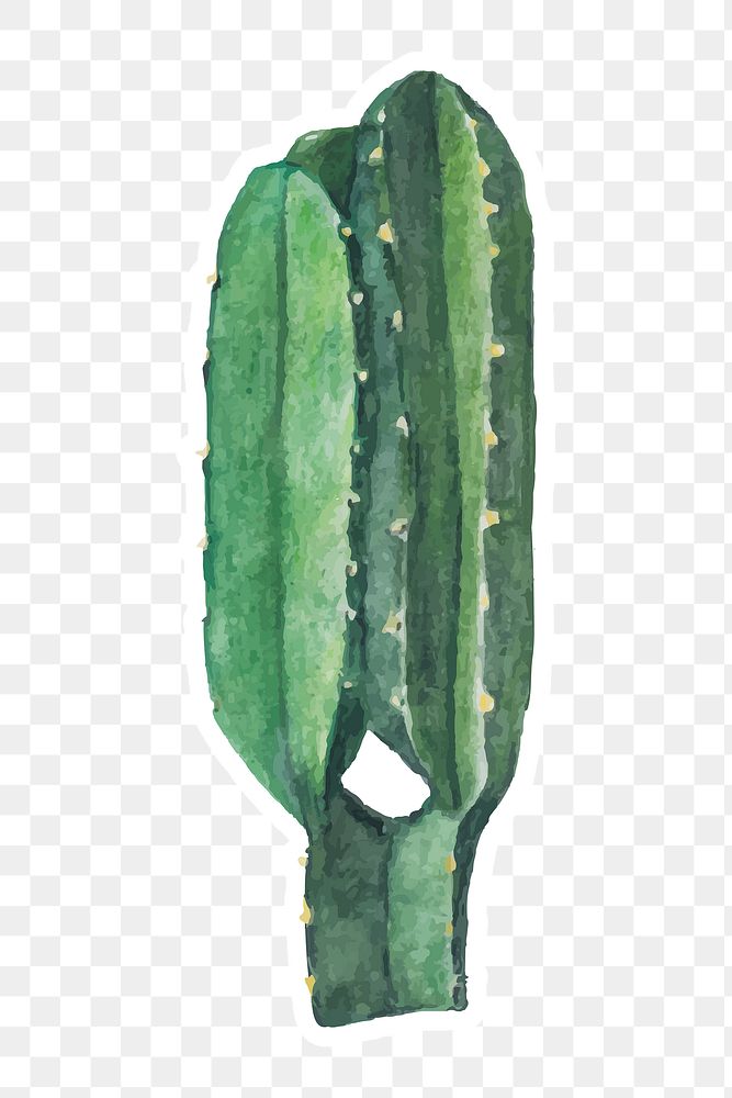 Euphorbia ingens cactus watercolor sticker png