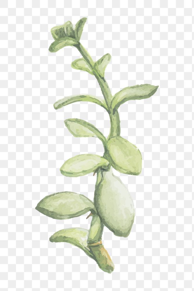 Watercolor senecio crassissimus succulent plant png