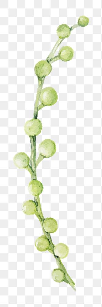 Watercolor string of pearls succulent png