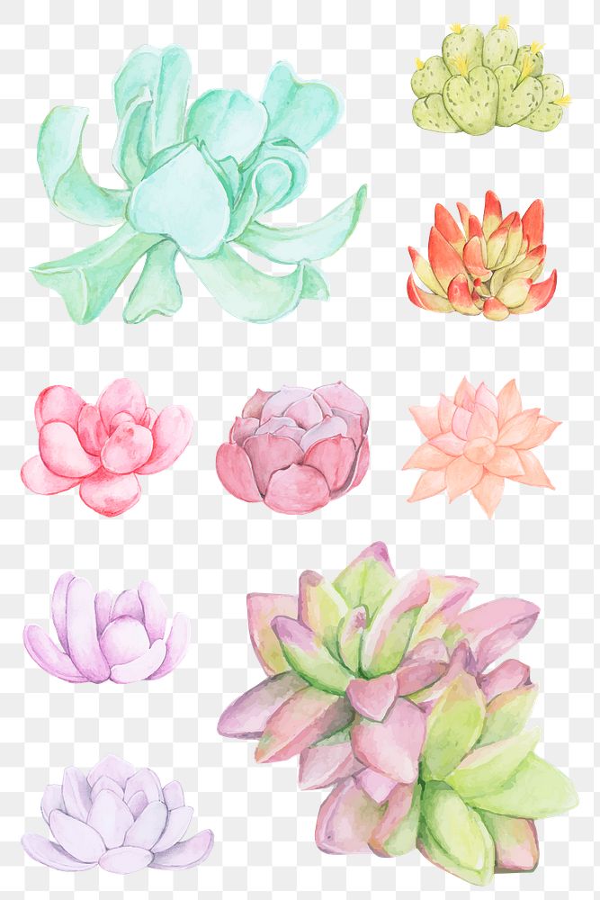 Colorful succulent png sticker set in watercolor