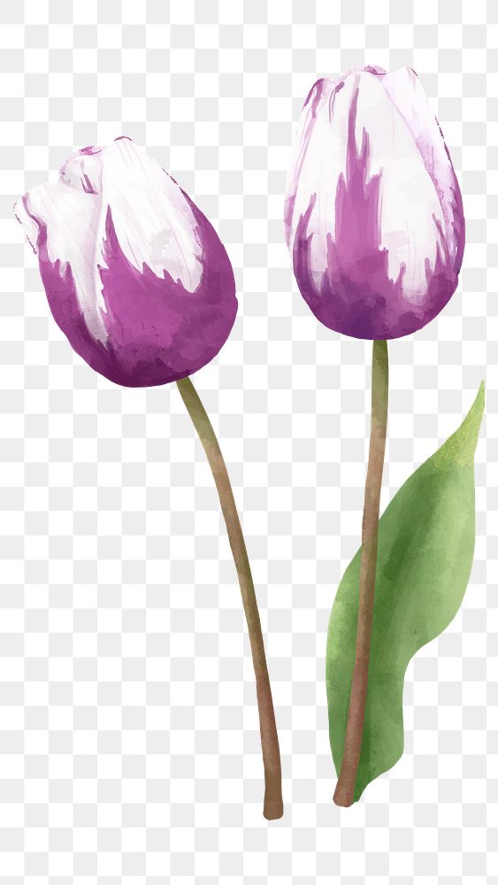 Tulip flower sticker png hand drawn watercolor