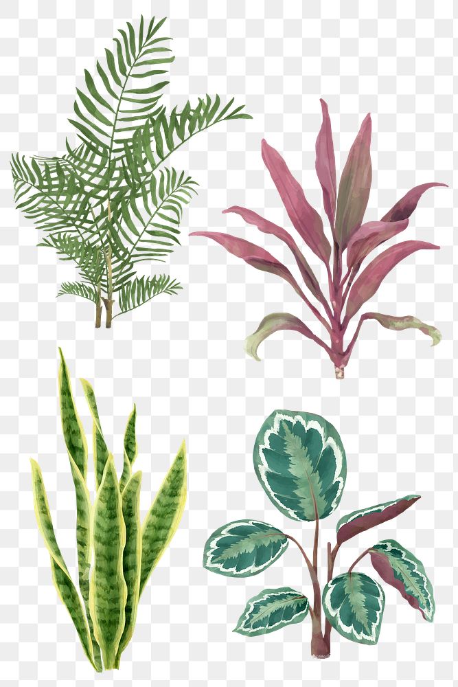 Botanical png watercolor plant set