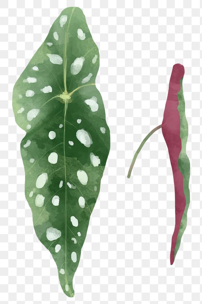 Polka dot begonia leaf png watercolor plant