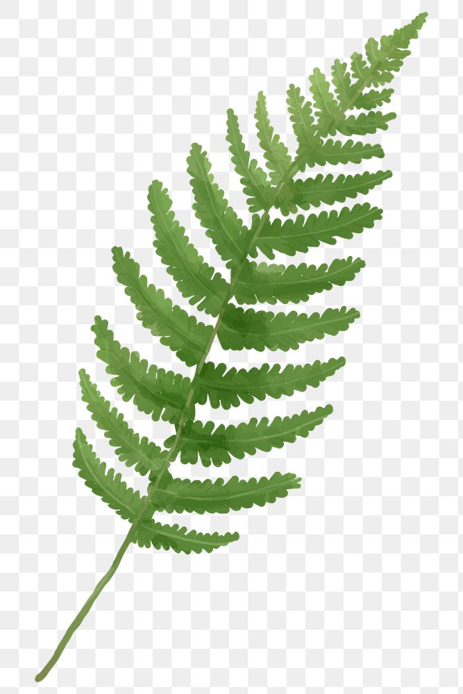 Watercolor png fern frond leaf