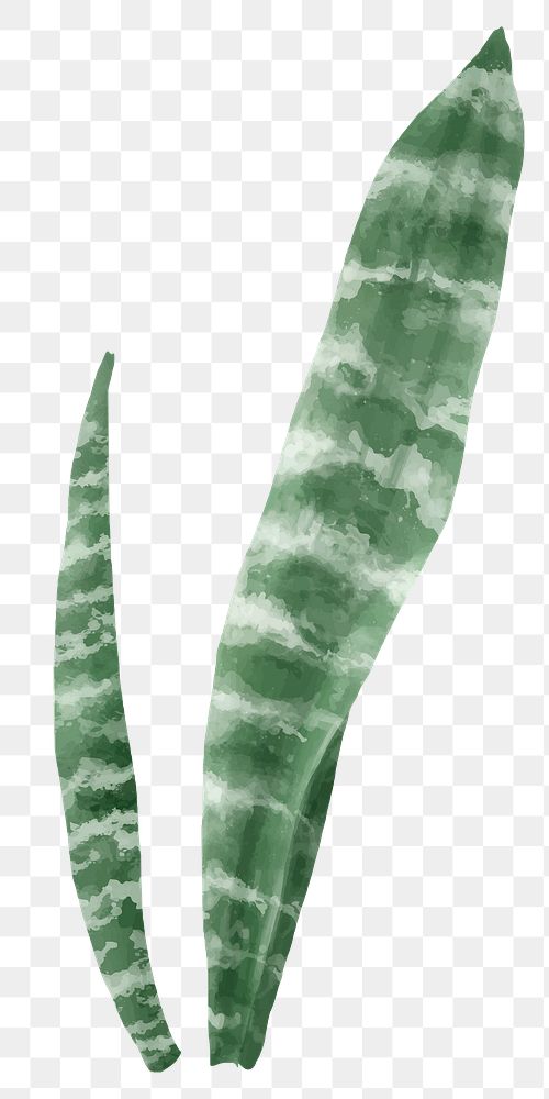 Png snake plant watercolor leaf botanical