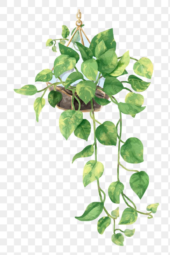 Png devil's ivy watercolor leaf botanical