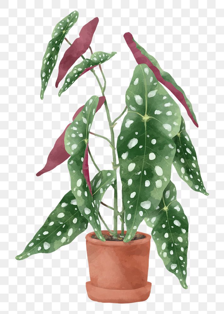 Png polka dot begonia watercolor leaf botanical