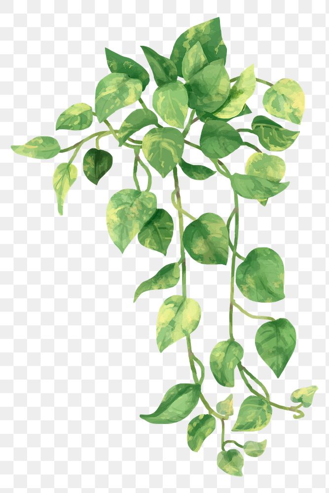 Png golden pothos watercolor leaf botanical