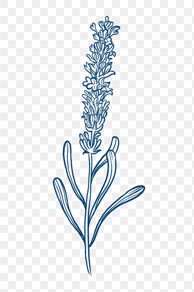 Lavender png flower collage element, blue botanical clipart