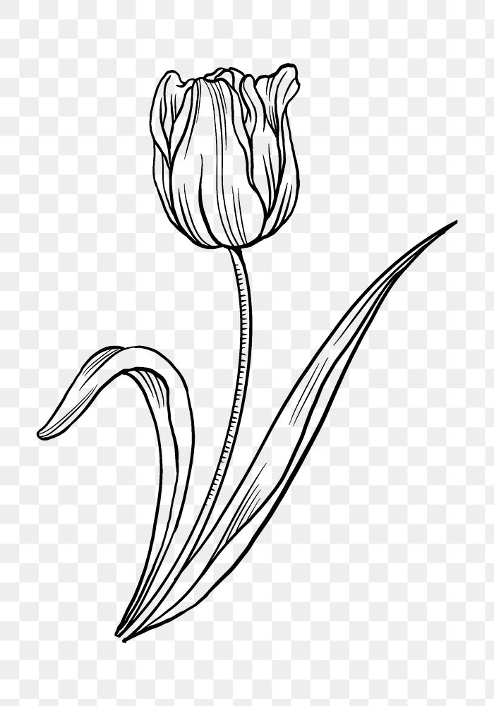 Tulip flower png tattoo art transparent, brown vintage botanical cut out