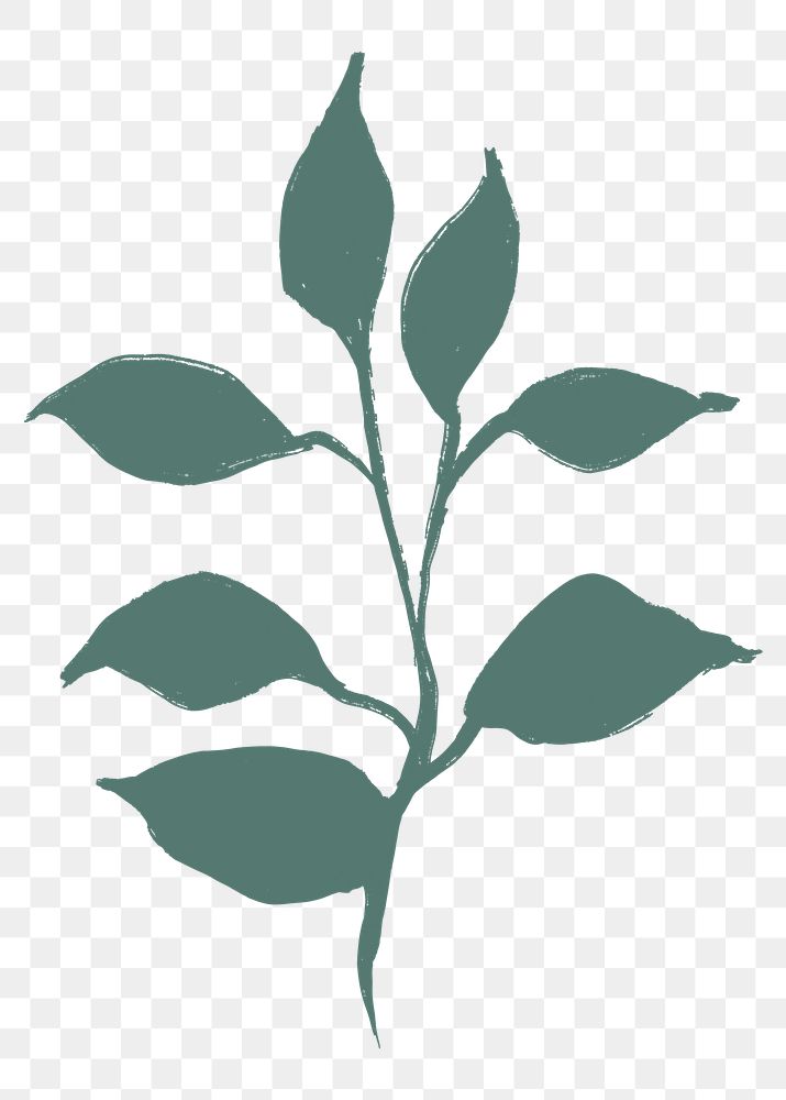 Botanical png collage element, green leaf drawing, simple illustration transparent background