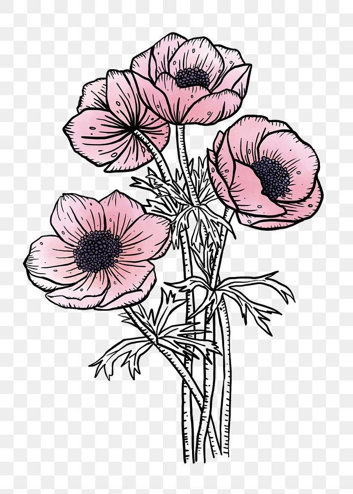 Poppy watercolor png line art, aesthetic element, transparent background