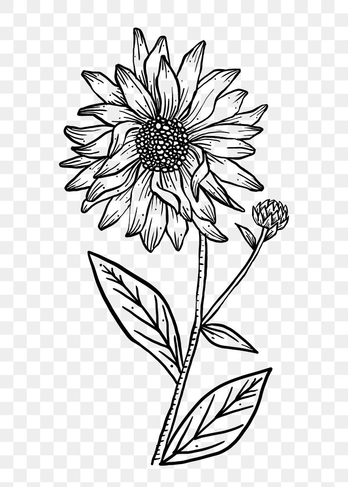Hand drawn Sunflower png sticker, line art design, transparent background