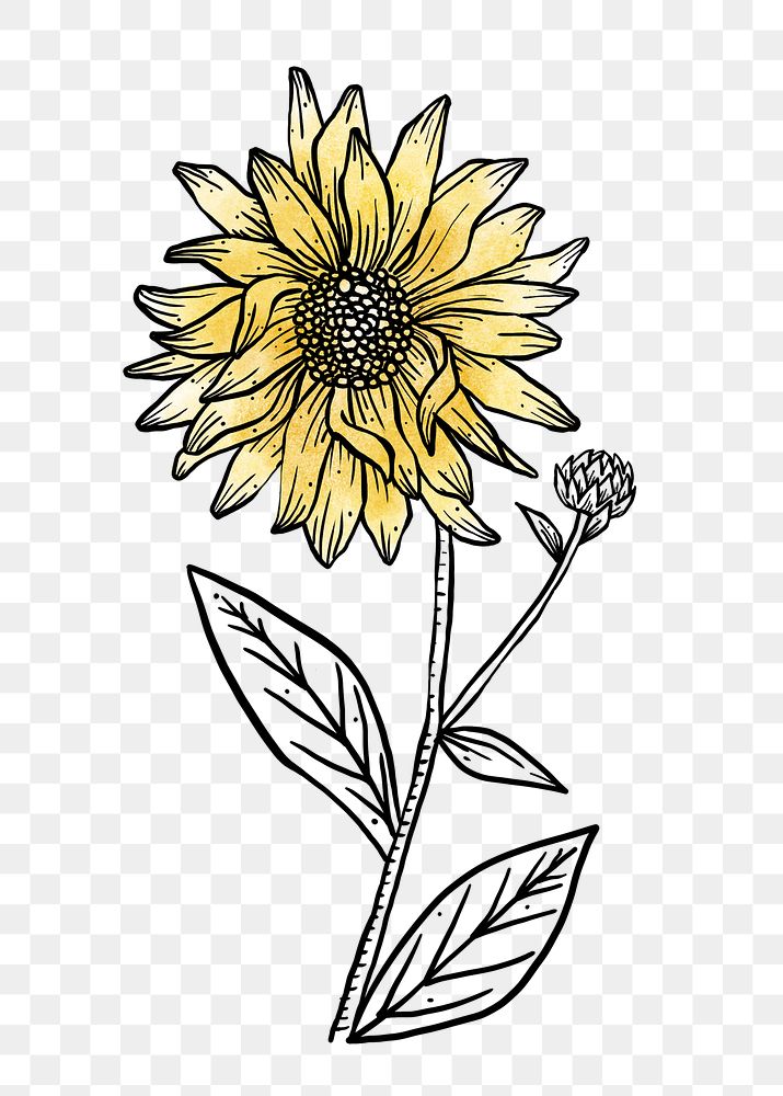Sunflower watercolor png line art, aesthetic element, transparent background
