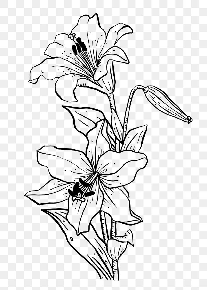 Botanical line art design png, hand drawn clip art, transparent background