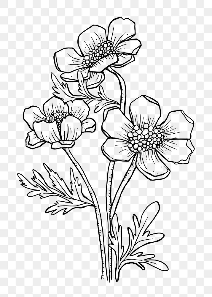 Flower png hand drawn, coloring book clip art on transparent background