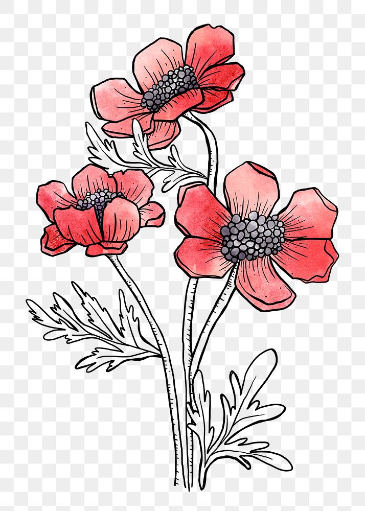 Poppy watercolor png line art, aesthetic element, transparent background