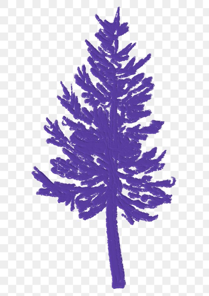 Png pine tree watercolor painting sticker, aesthetic minimal design, transparent background