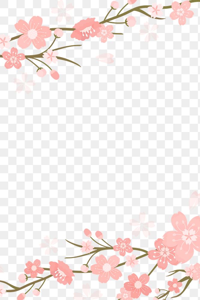 Sakura png  transparent background Hanami festival