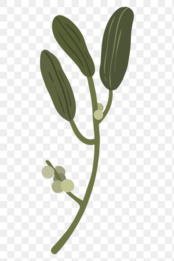 Botany mistletoe plant transparent png