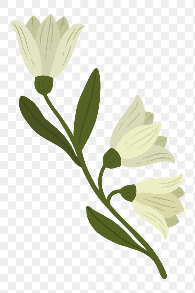 Botanical white flower transparent png