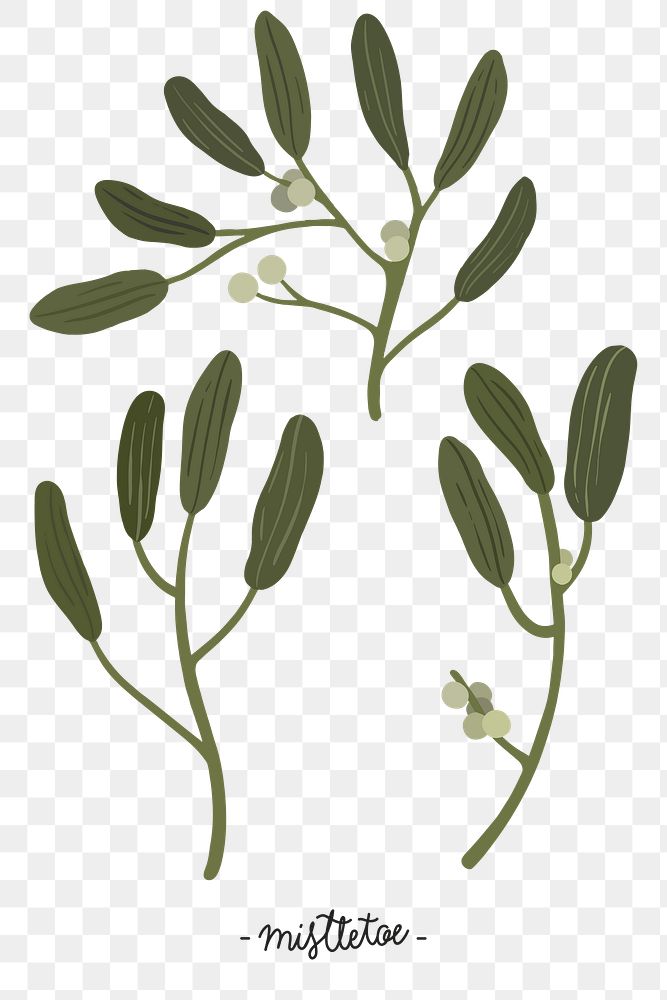 Mistletoe plant set transparent png