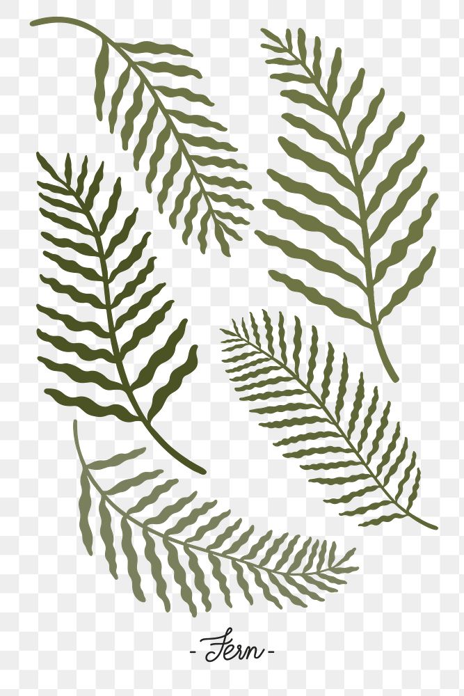 Green botanical leaves transparent png