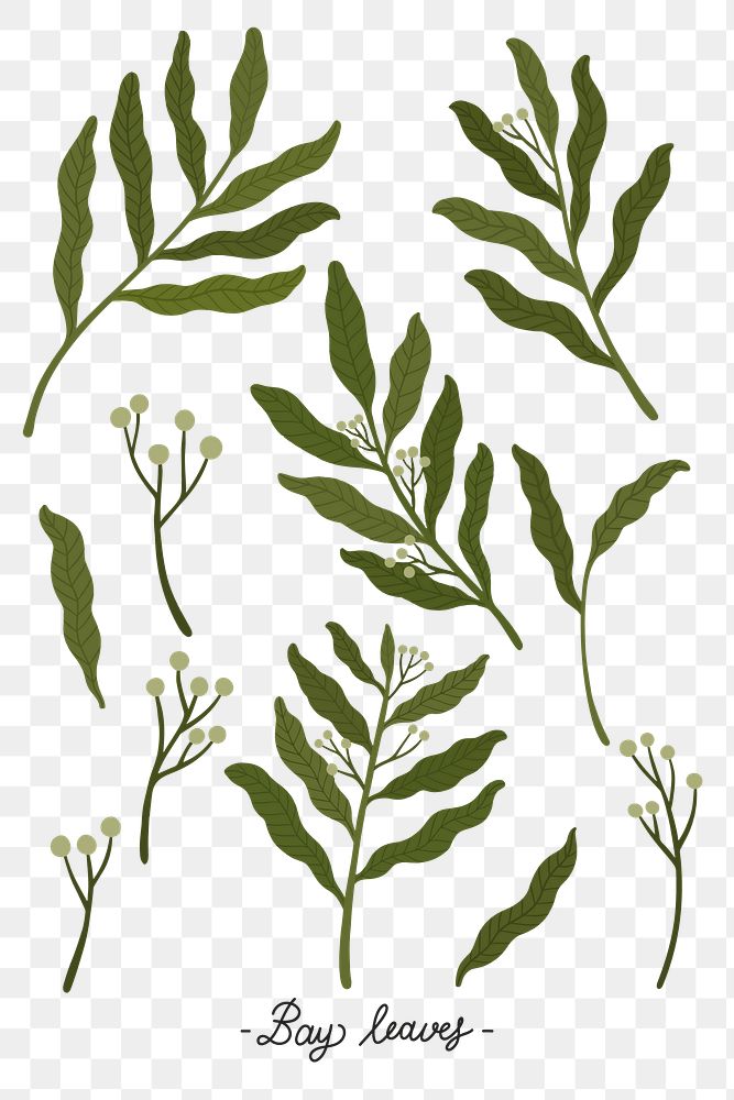 Botanical green leaves transparent png